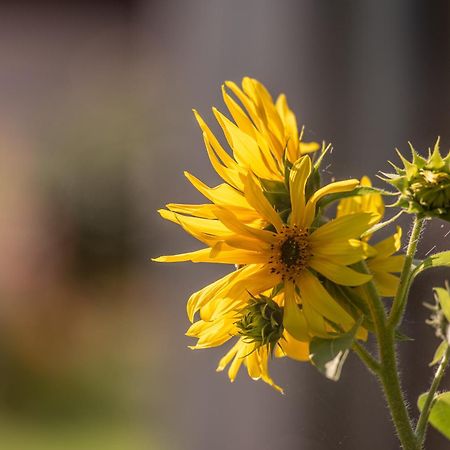 Puenlandhof Daire Brunico Dış mekan fotoğraf