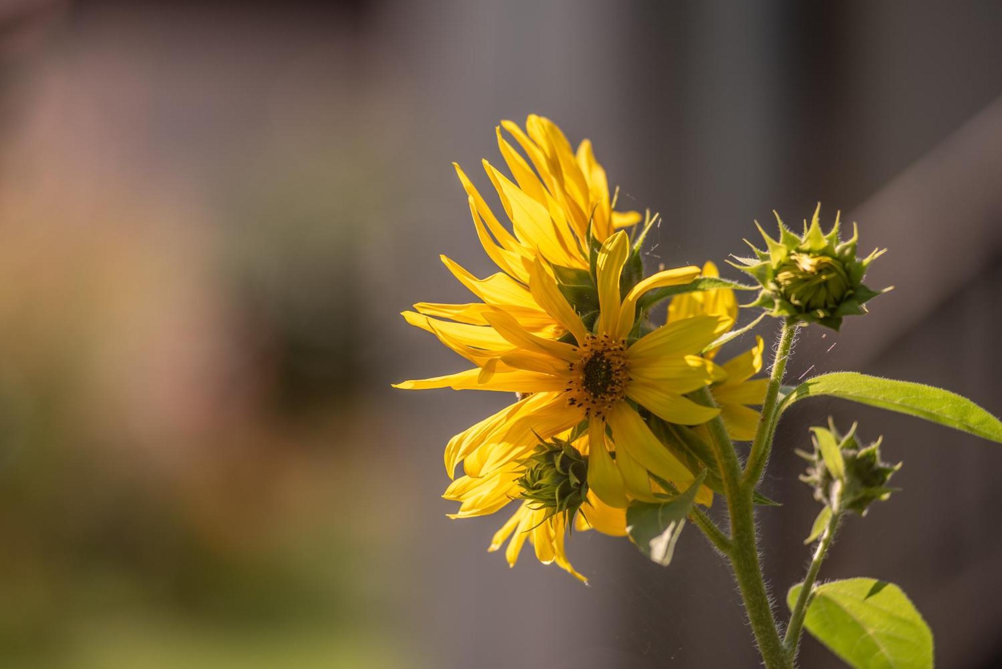 Puenlandhof Daire Brunico Dış mekan fotoğraf