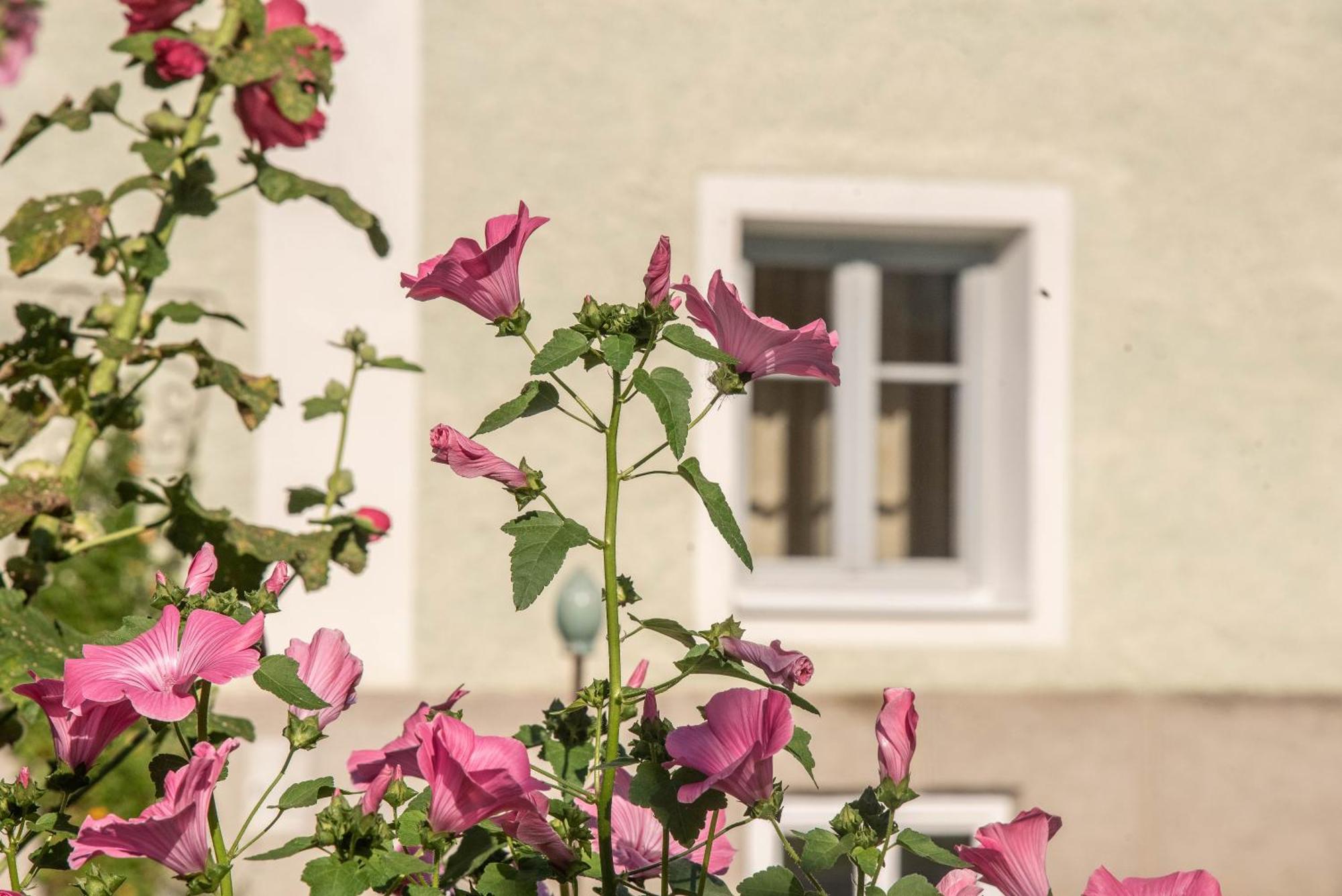 Puenlandhof Daire Brunico Dış mekan fotoğraf